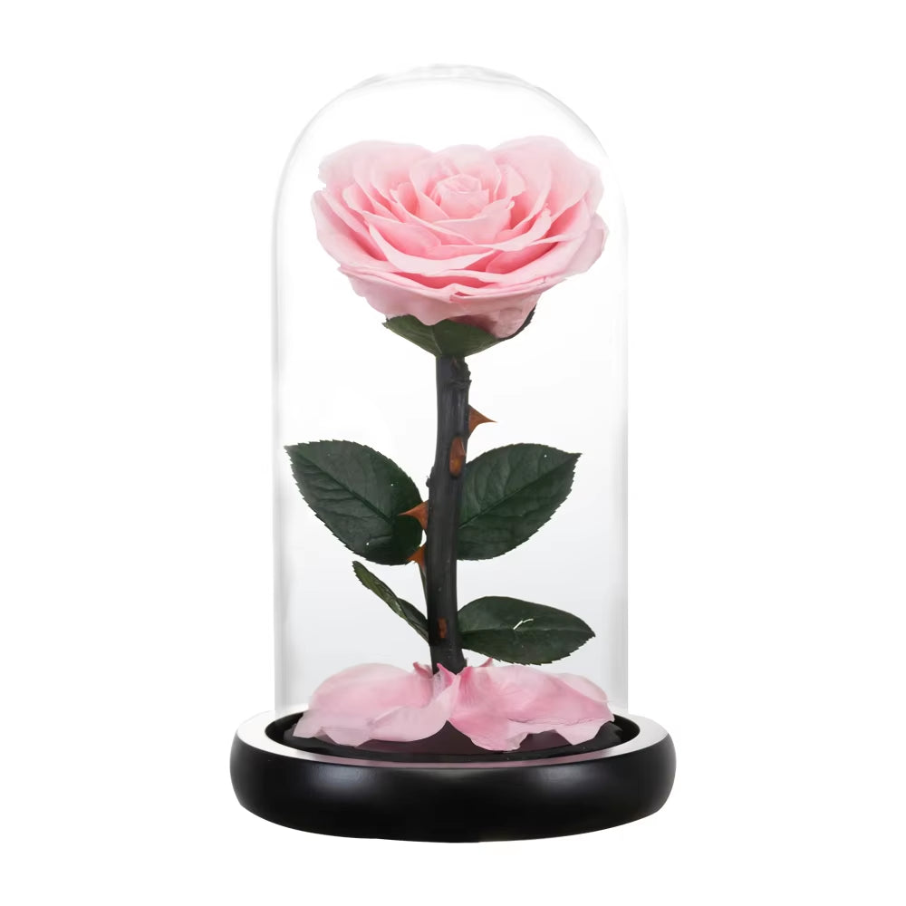 Heart Shaped Preserved Rose Beauty and the Beast Eternal Rose in Glass Dome Wedding Forever Flowers Valentines Day