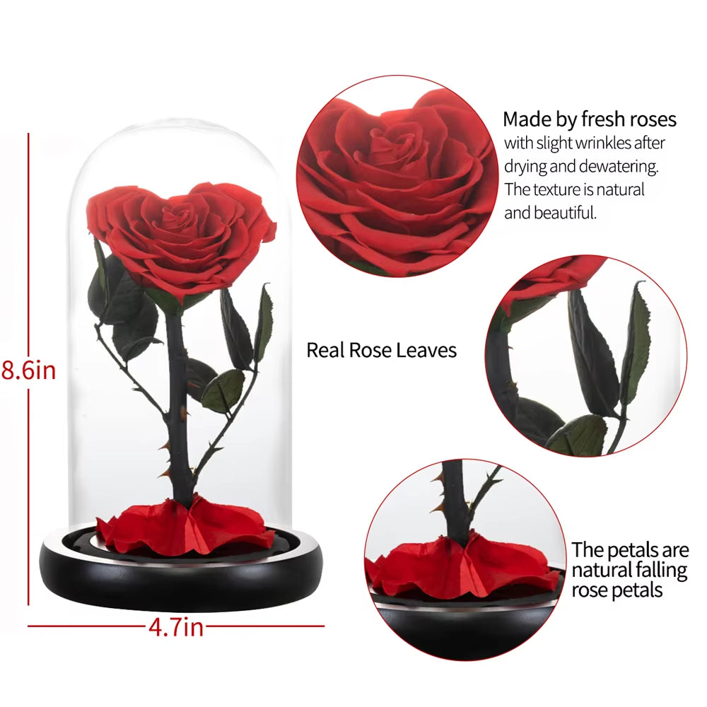 Heart Shaped Preserved Rose Beauty and the Beast Eternal Rose in Glass Dome Wedding Forever Flowers Valentines Day